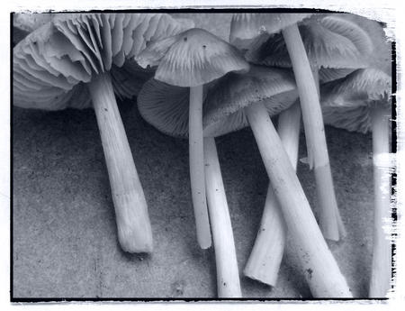 fungal foray image